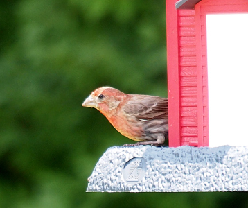 [Bird perched on a bird feeder which has grey bottom and a red house full of seeds. This side view of the bird shows its red head and stomach, light brown thick beak, and brown feathers on the body. Its one dark eye appears to be watching the camera.]